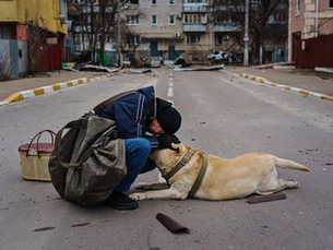 ВПЛИВ ВІЙНИ НА ТВАРИН
