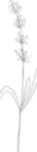 23_Wild_Flowers_Illustrations_edited.png