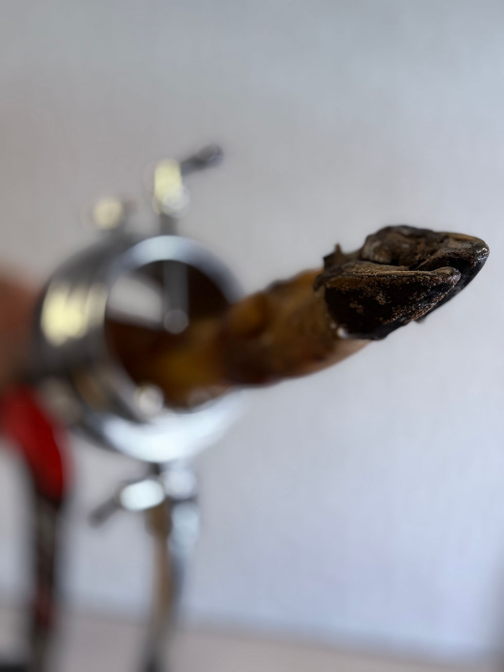 Miniatura: Jamón Ed. Etiqueta Negra + REGALOS