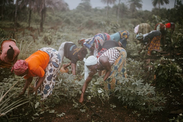 A group of women farming