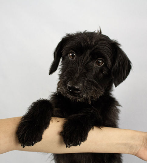 Studio photo of adopted rescue dog showing gentle personality, Marlow.