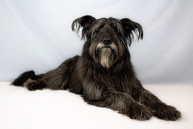 Mixed-breed rescue dog sitting proudly on studio floor, London.