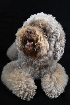 Close-up of a miniature poodle in Oxfordshire studio, captured by Win.Co Photography, highlighting expressive face, fluffy curls, and playful character for a polished pet photography image.