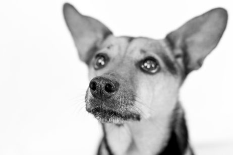 Close-up headshot of a French bulldog in Oxford studio lighting.