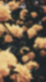 yellow flowers.jpg