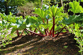 Rhubarb Turton Tower Kitchen Garden