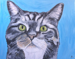 Cooper the Cat