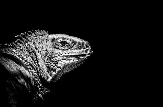 Iguana iguana.jpg