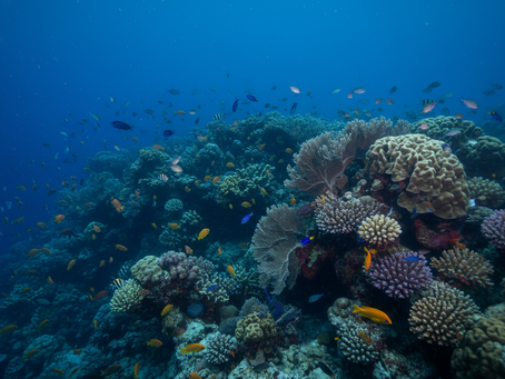 What Happens on a Coral Reef After Dark