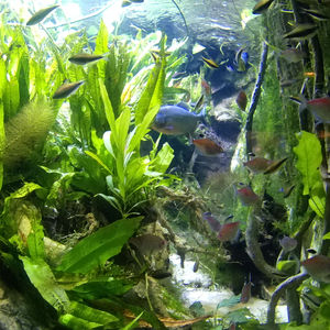 coming soon Kids Kafe