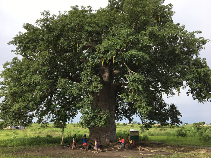 Baobab