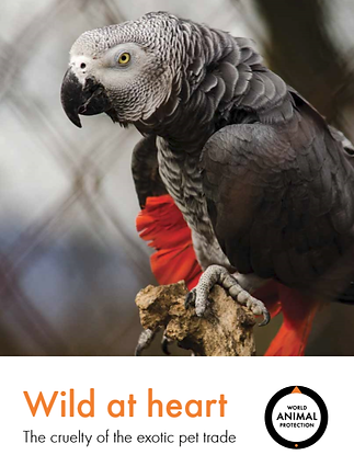 parot2.png