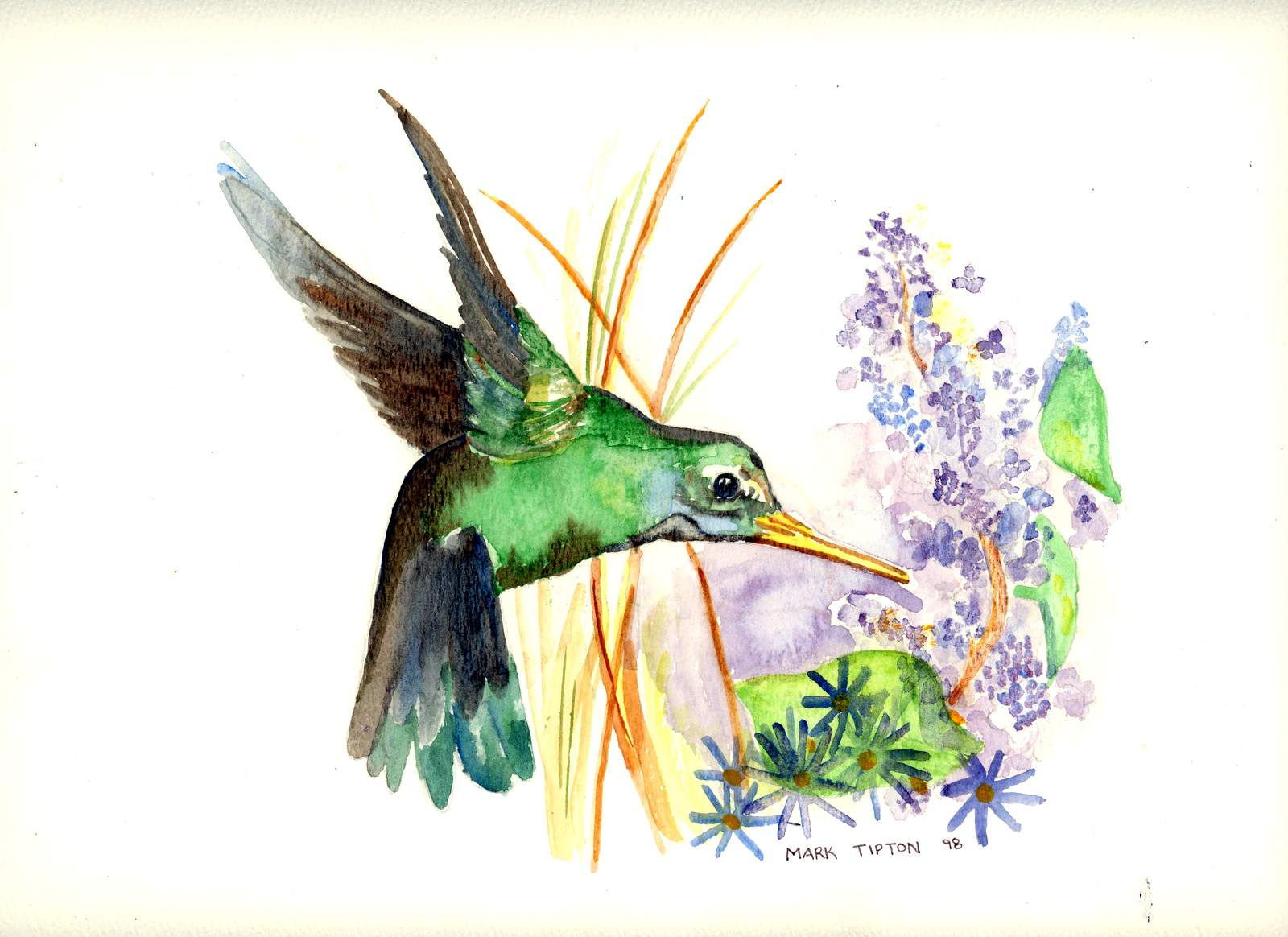 Hummingbird 98
