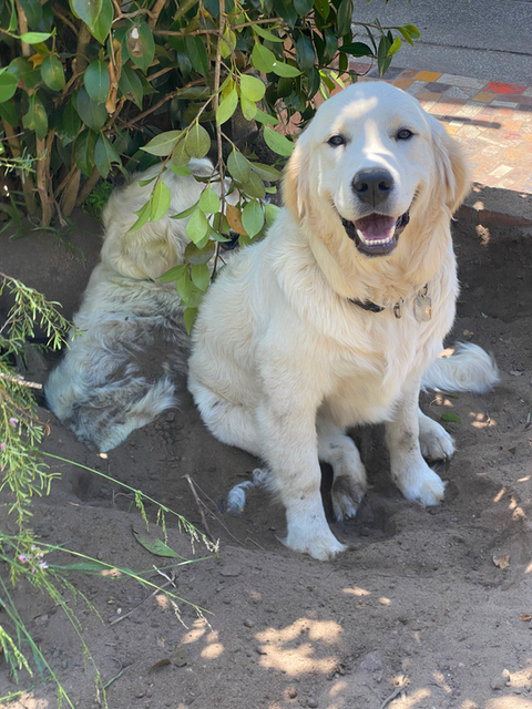 therapy dog at Renew in Mogo