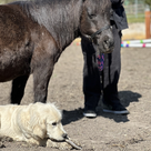 therapy horse and therapy dog at Renew in Mogo