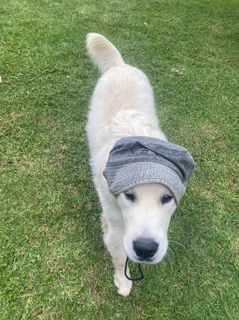 therapy dog at Renew in Mogo