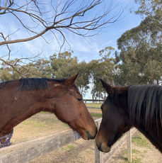 therapy horses at Renew in Mogo