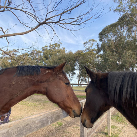 therapy horses at Renew in Mogo