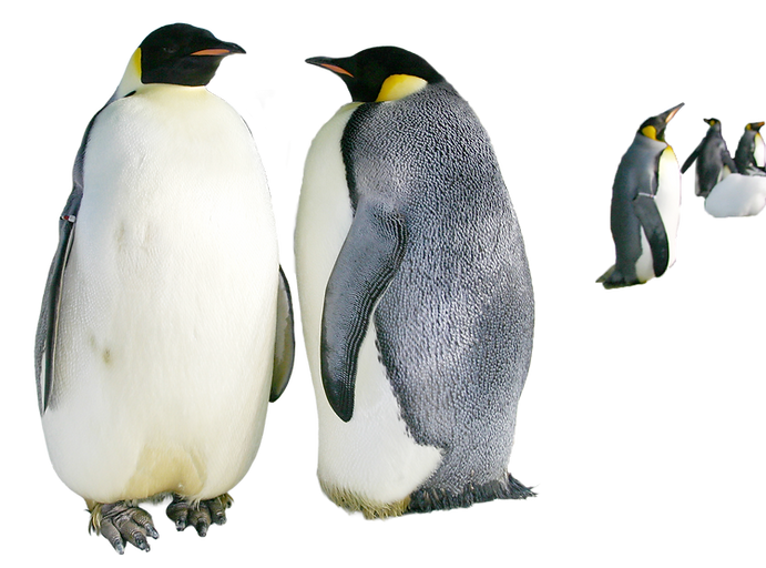 エンペラーペンギン_-(2).png
