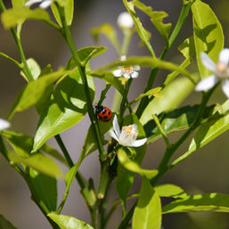 MSB_6857.JPG