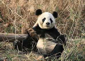 PANDA LOVE CLUB | アドベンチャーワールド