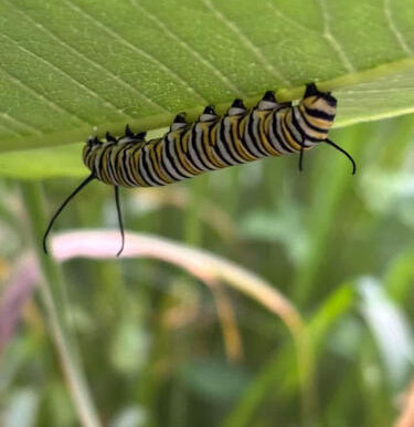Common Types of Ontario Milkweeds
