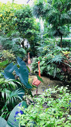 Flamingo.jpg