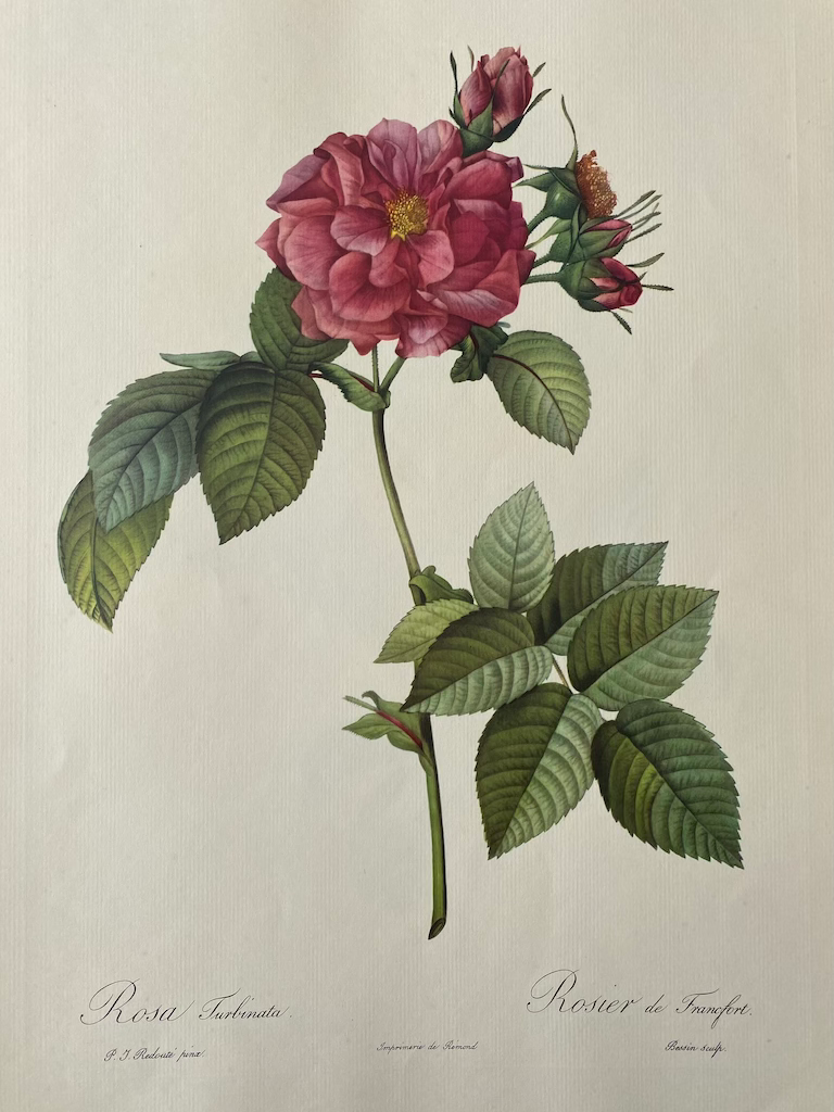 Miniature : Roses de Redouté