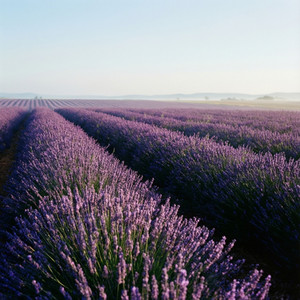 Sustainable Lavender Cultivation