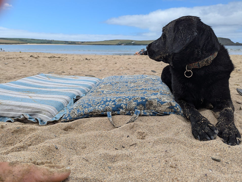 Black Labrador on beach