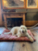 Labradoodle on paprika tree travel bed