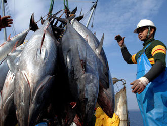 Tuna exports were down 43% in January