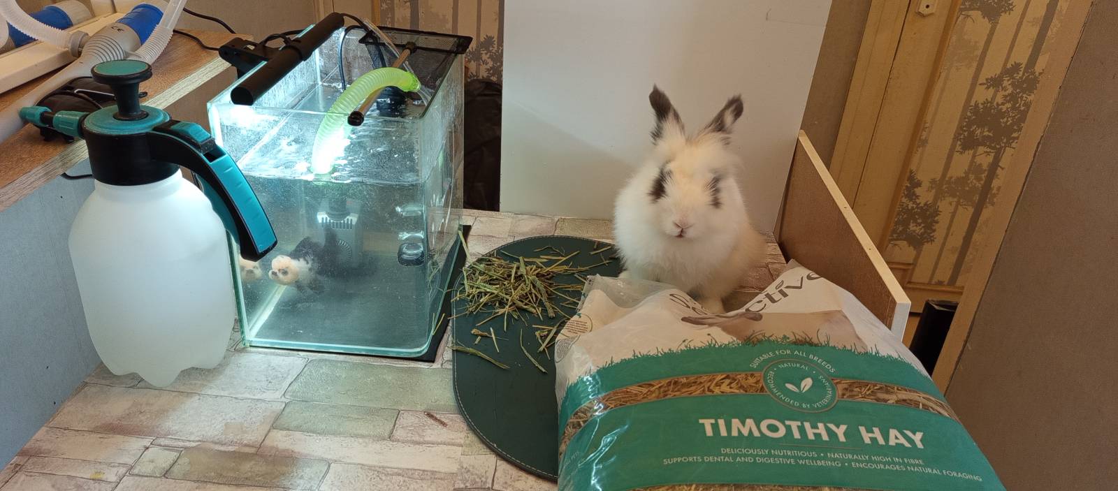 Lapin nain