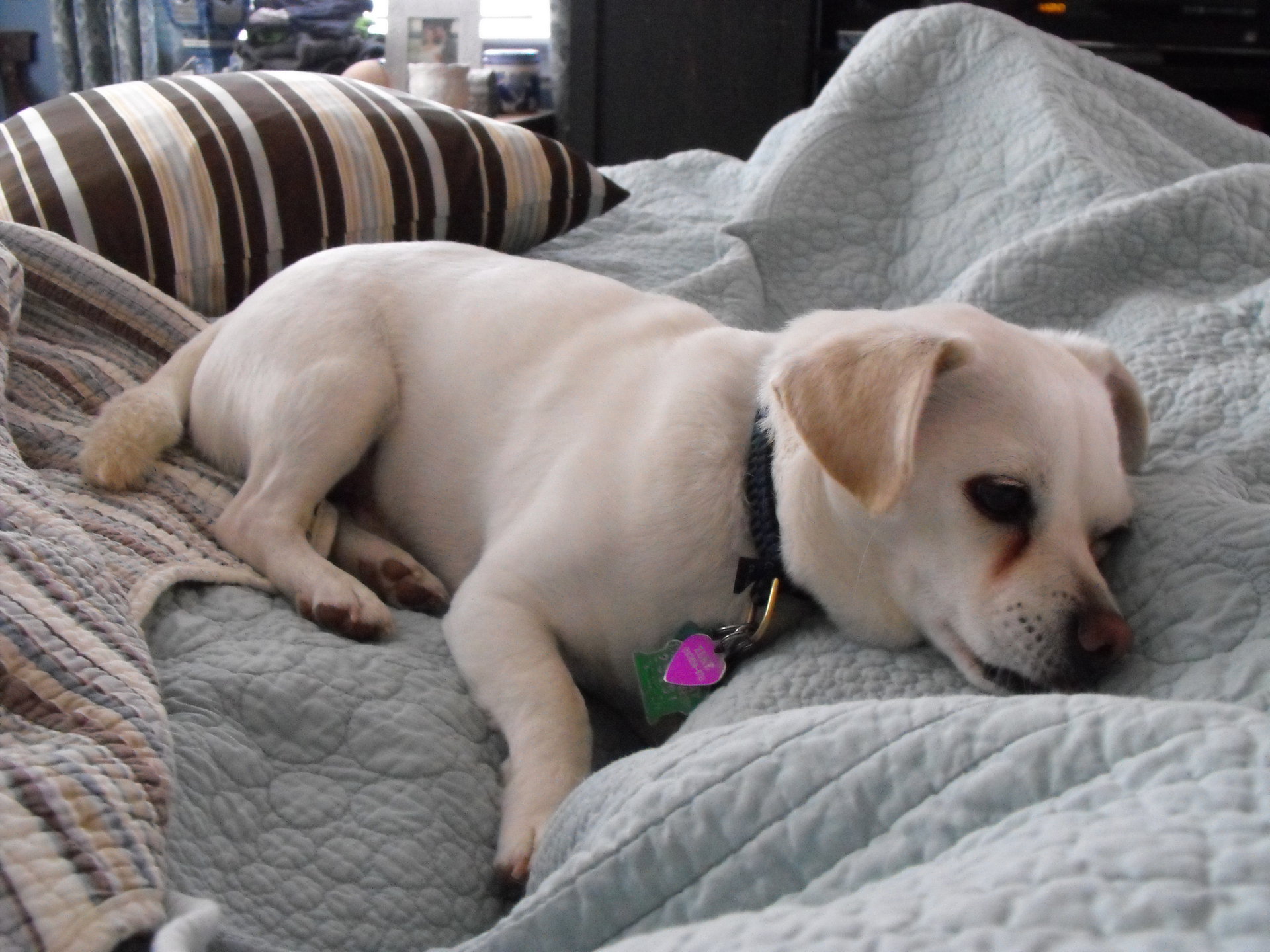 Doggy Doggy at Kitshouse