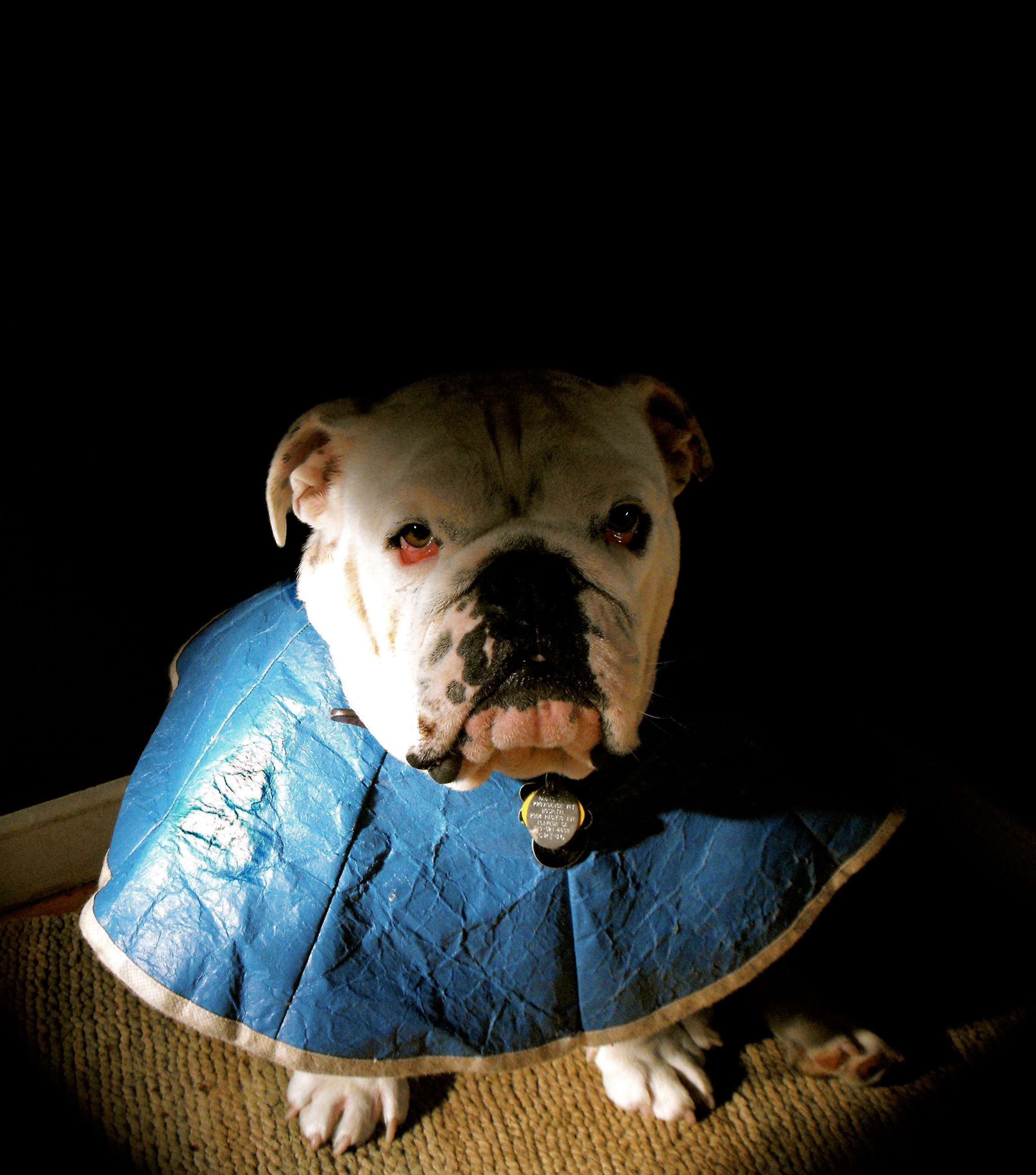 Doggy Doggy at Kitshouse