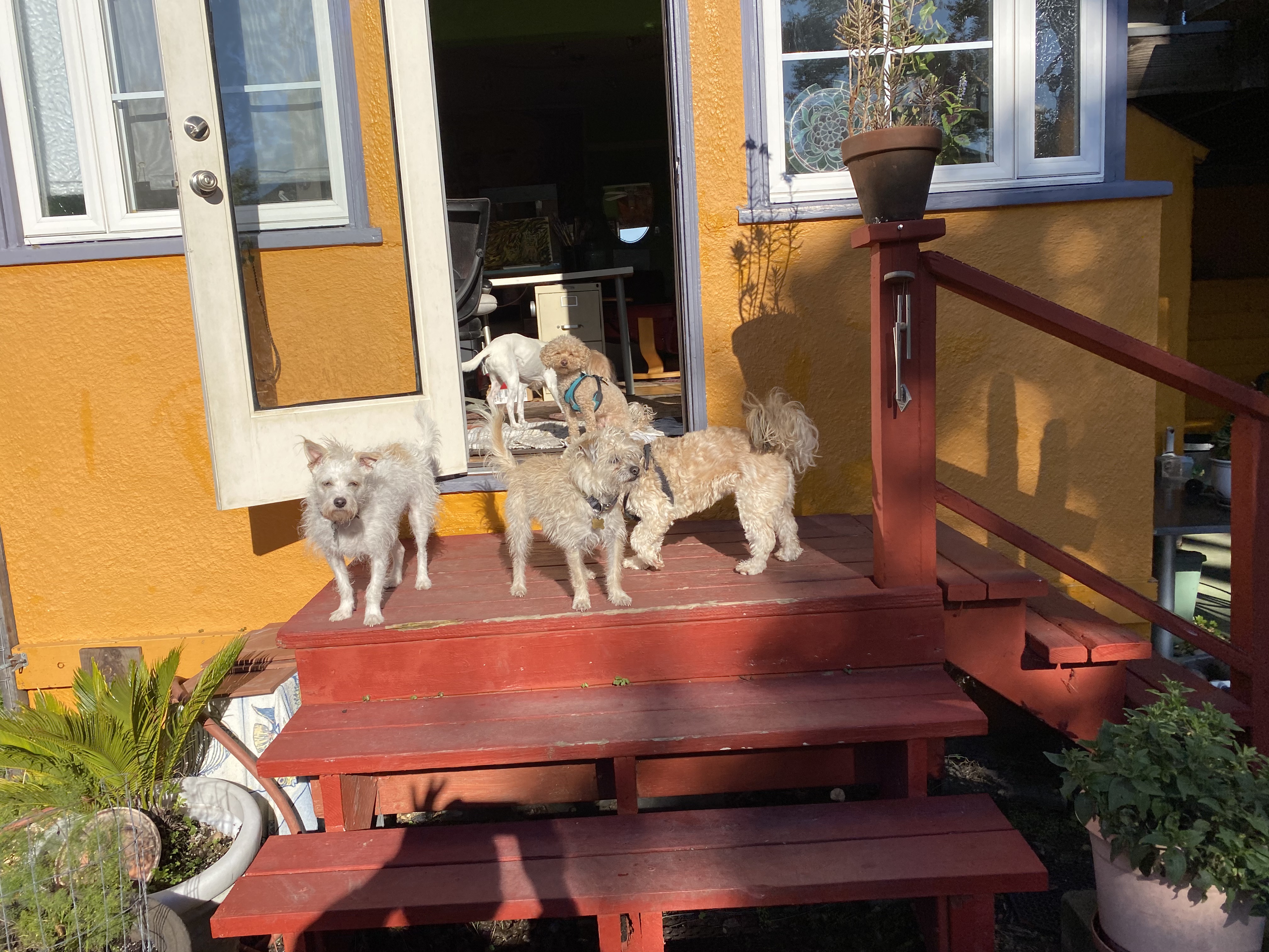 Doggy Doggy at Kitshouse