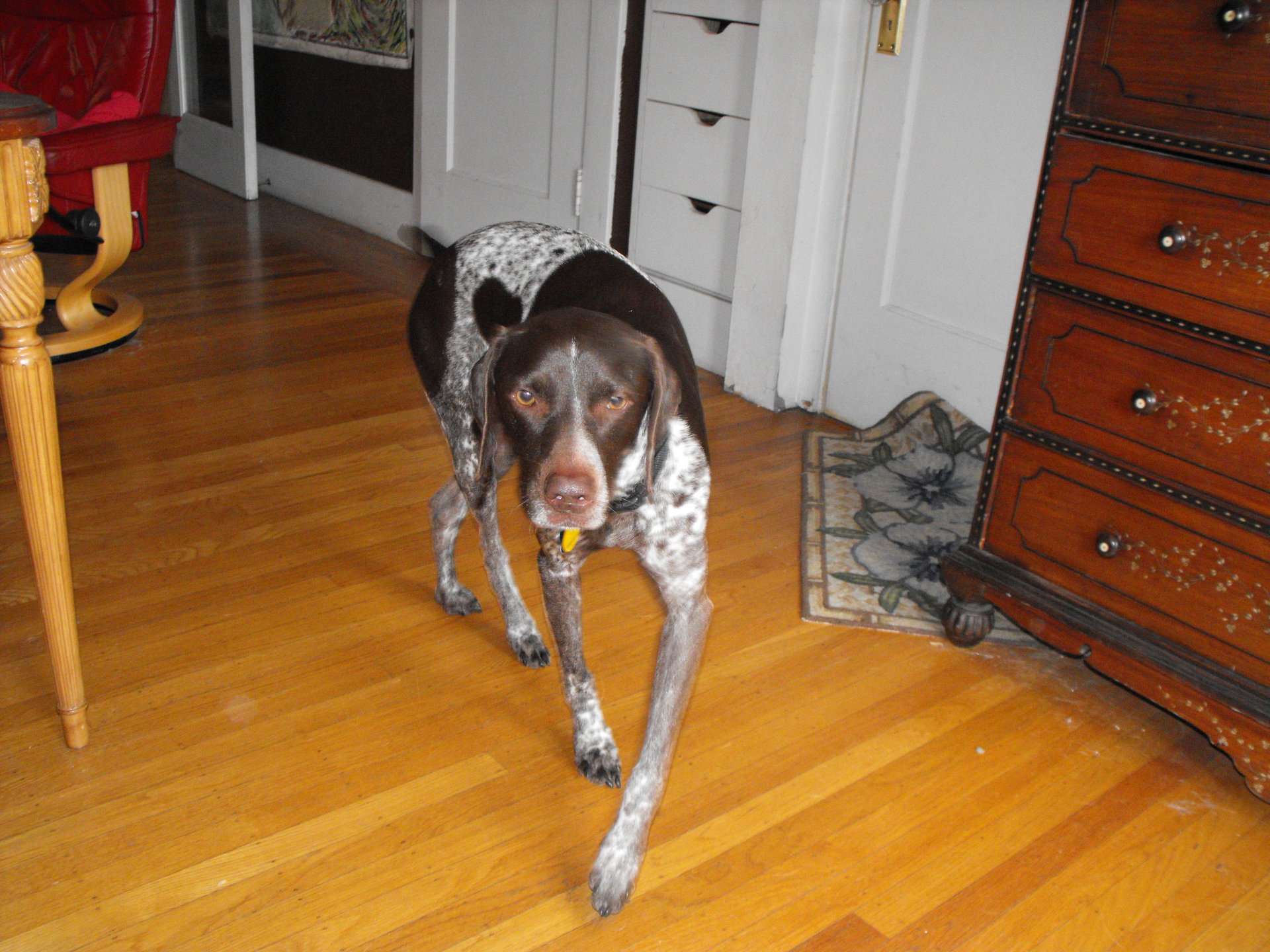 Doggy Doggy at Kitshouse