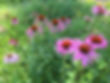 Echinecea Flowers