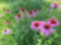 Echinecea Flowers