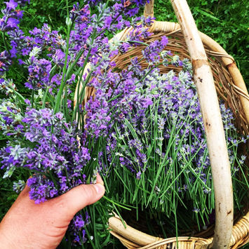lavender