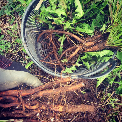 dandelion root