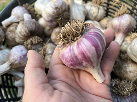 Siberian Garlic