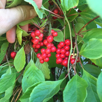 Schizandra
