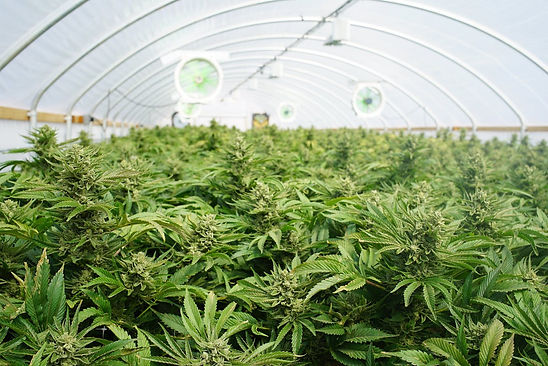 Mississippi Cannabis Security Services