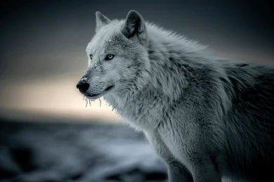 Seeing Wolfs