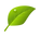 leaf (1).png