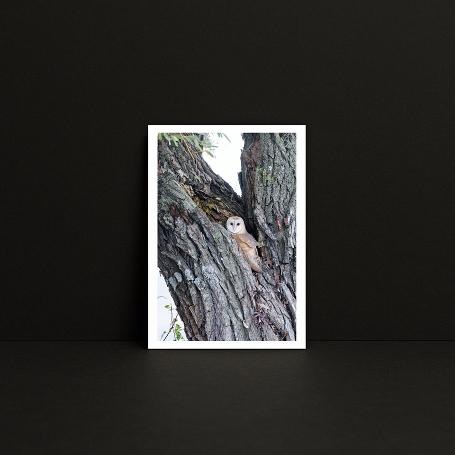 Petit tirage photo A5 « Au cœur du saule » — Effraie des clochers, présenté dans un mockup carré