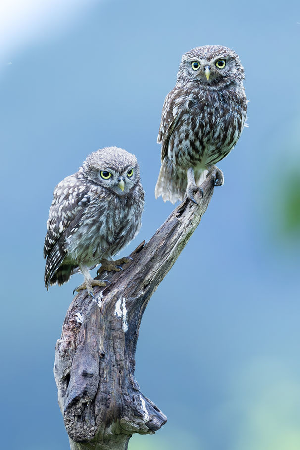 Chevêche d’Athéna — « La relève », photographie nature au format portrait par Valentin Marcheguay