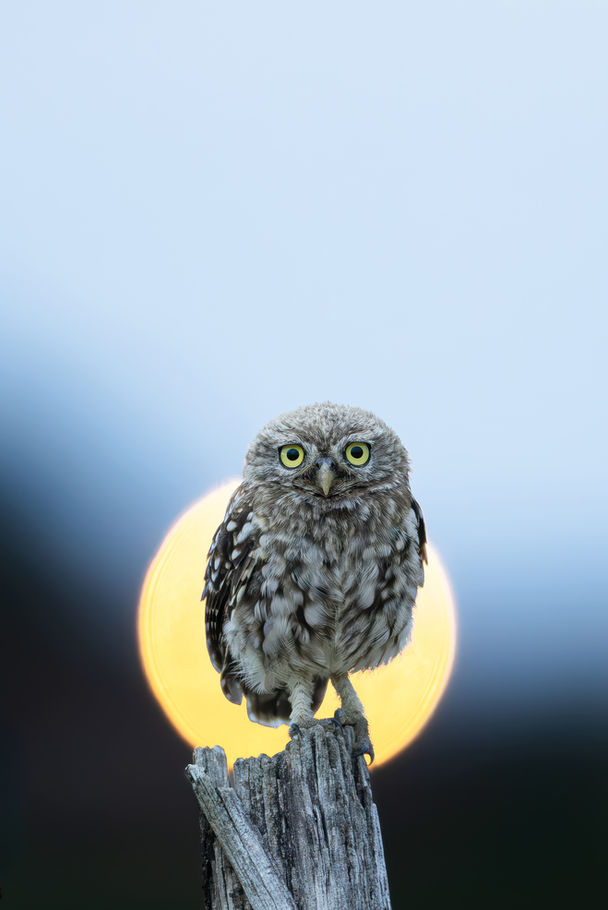 Chevêche d’Athéna — « Les trois yeux d’or », photographie nature au format portrait par Valentin Marcheguay