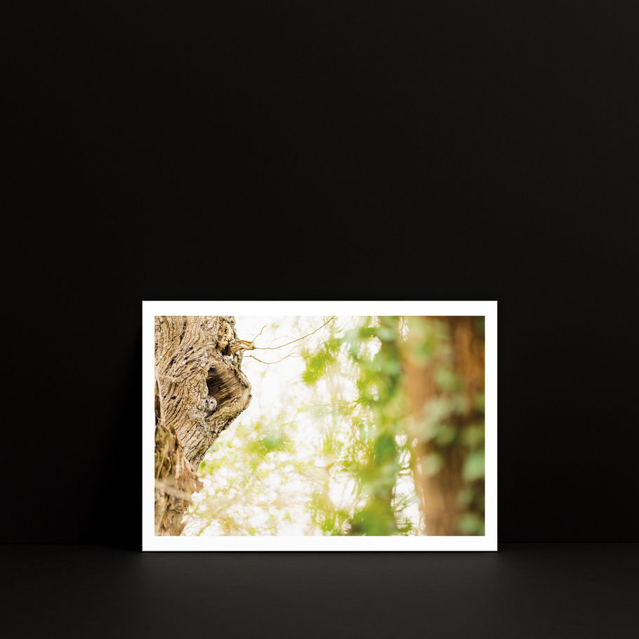 Petit tirage photo A5 « Première fois » — Chouette hulotte, présenté dans un mockup carré